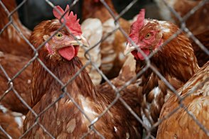 Nařízení Státní veterinární správy k zamezení šíření ptačí chřipky