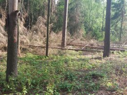 Opakovaná výzva vlastníkům lesa k zajištění ochrany lesa před kůrovcovou kalamitou