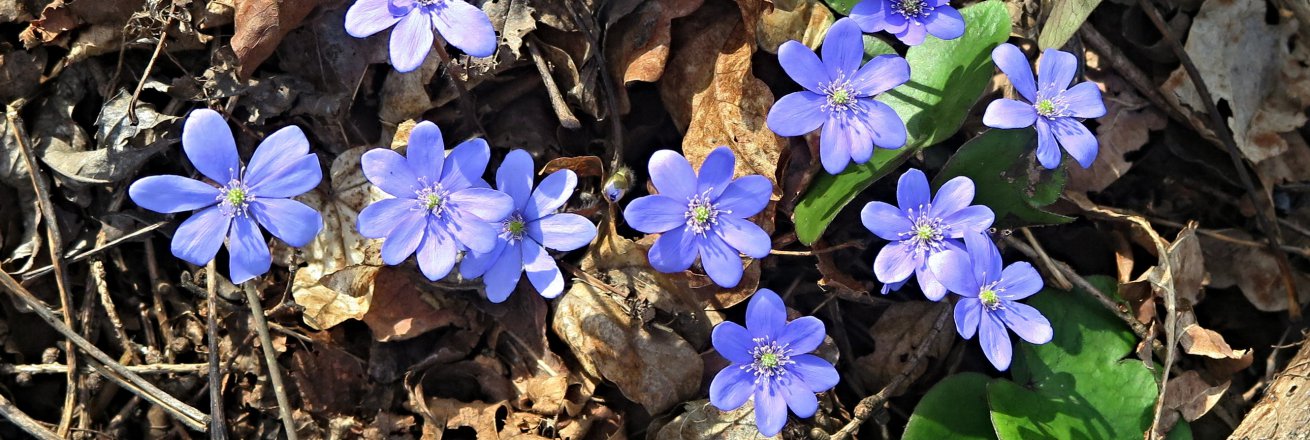 Jaro 005 podléžky z blízka